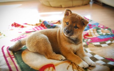 Things to Do in Branson MO | Where Pets Are Part of the Plan